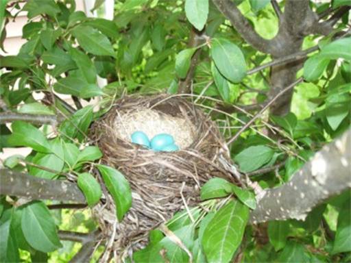 Robin's Nest.JPG