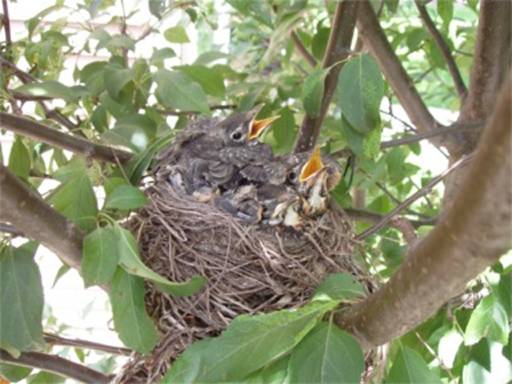 Robin's Nest 10.JPG